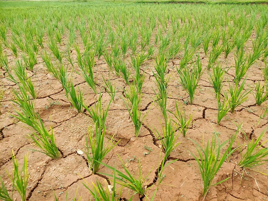 ಸಿದ್ದಾಪುರ ತಾಲ್ಲೂಕಿನ ಕುಣಜಿ ಗ್ರಾಮದಲ್ಲಿ ಮಳೆ ಇಲ್ಲದೆ ಭತ್ತದ ಗದ್ದೆ ಒಣಗಿ ಬಿರುಕು ಬಿಟ್ಟಿರುವುದು.