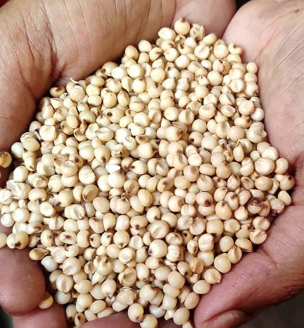 ಬಿಳಿ ಜೋಳ