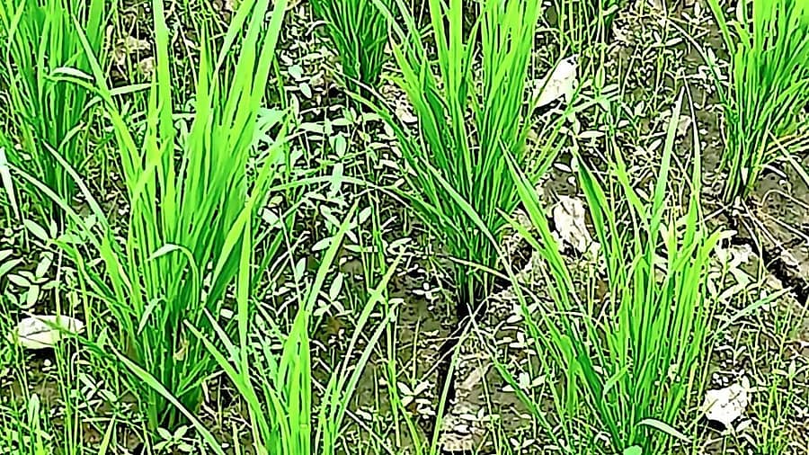 <div class="paragraphs"><p>ಸೋಮವಾರಪೇಟೆ ಸಮೀಪದ ಗರಗಂದುರು ಗ್ರಾಮದ ಸುಬ್ಬಯ್ಯ ಎಂಬುವವರ ಭತ್ತದ ಗದ್ದೆಯಲ್ಲಿ ನೀರು ಇಲ್ಲದೆ, ಒಣಗುತ್ತಿರುವುದು<br></p></div>