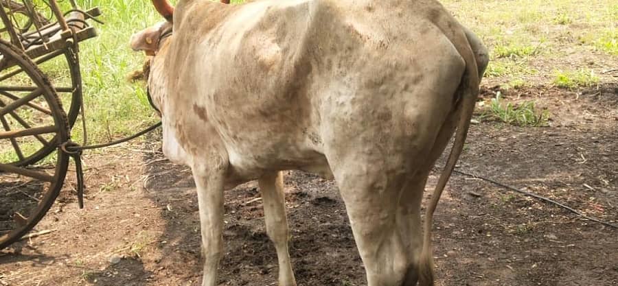 ಚರ್ಮಗಂಟು ರೋಗದಿಂದ ಬಳಲುತ್ತಿರುವ ಜಾನುವಾರು