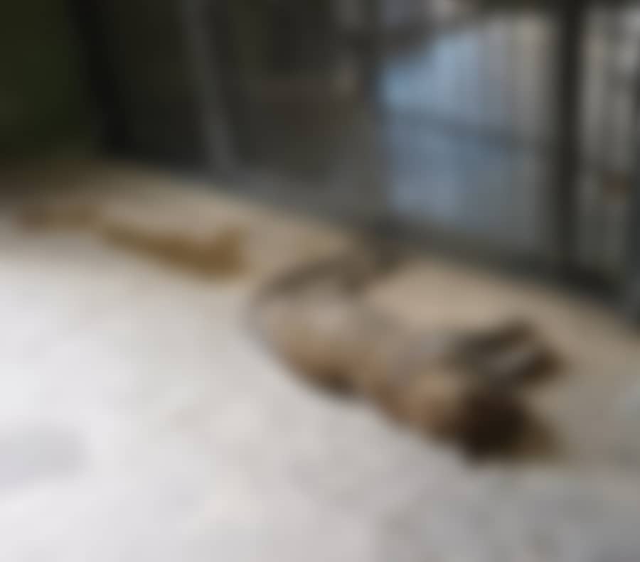 <div class="paragraphs"><p>ಬನ್ನೇರುಘಟ್ಟ ಜೈವಿಕ ಉದ್ಯಾನದಲ್ಲಿ ಮಾರಕ ವೈರಸ್‌ನಿಂದ&nbsp;ರಕ್ತ ಭೇದಿಯಾಗಿ ಮೃತಪಟ್ಟ&nbsp;ಚಿರತೆ&nbsp;</p></div>