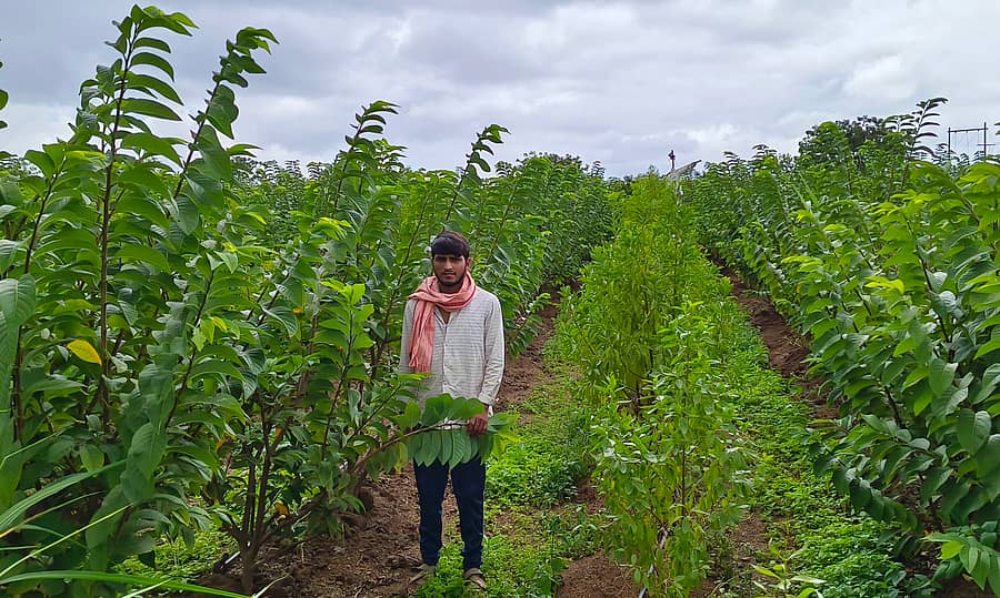 ಸೀತಾಫಲ ತೋಟದಲ್ಲಿ ಕೃಷಿಕ ಮಹಾಂತೇಶ ಜಮಳೂರಮಠ