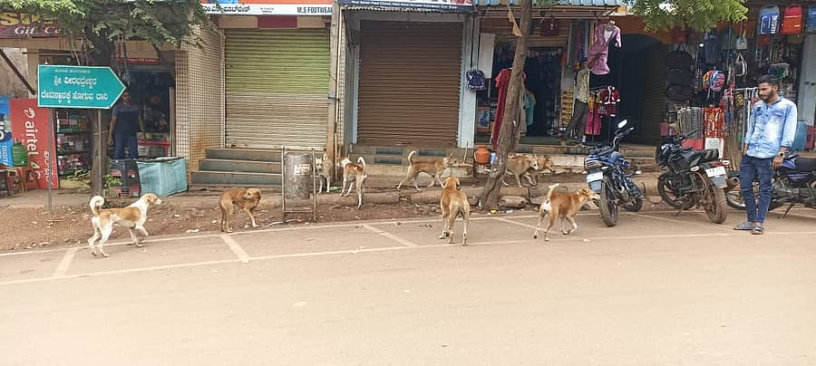 ಹುಮನಾಬಾದ್ ಪಟ್ಟಣದ ಬಸವೇಶ್ವರ ವೃತ್ತದ ಮುಖ್ಯರಸ್ತೆಯಲ್ಲಿ ಕಂಡು ಬಂದ ನಾಯಿಗಳ ಹಿಂಡು