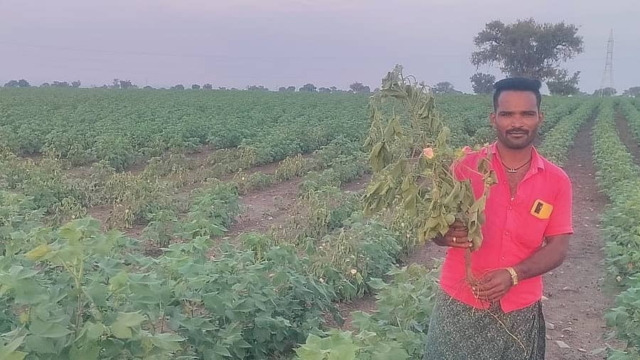 ಶಹಾಪುರ ತಾಲ್ಲೂಕಿನ ಶಿರವಾಳ ಗ್ರಾಮದಲ್ಲಿ ಹತ್ತಿ ಗಿಡ ಒಣಗಿರುವುದನ್ನು ರೈತರೊಬ್ಬರು ತೋರಿಸಿದರು