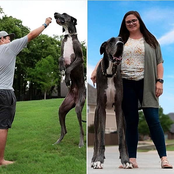 <div class="paragraphs"><p>ಜೇವುಸ್</p></div>