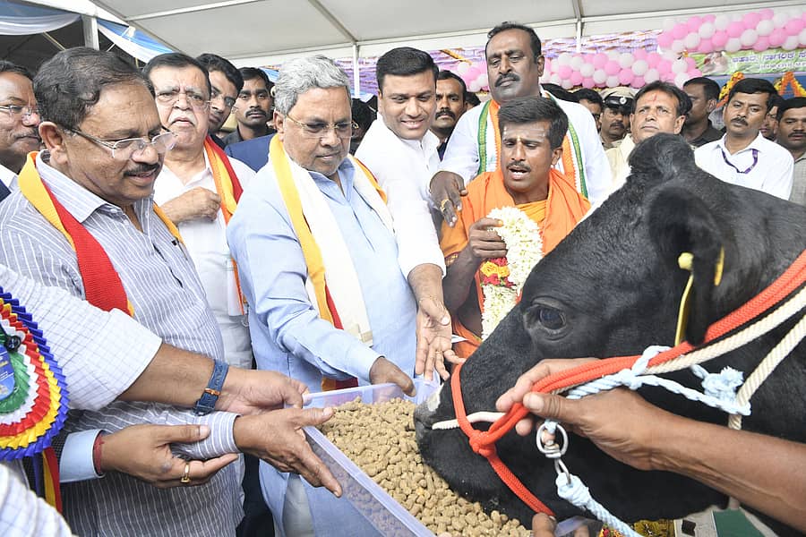 ಮಧುಗಿರಿಯಲ್ಲಿ ಬುಧವಾರ ಕ್ಷೀರ ಭಾಗ್ಯ ಯೋಜನೆ ದಶಮಾನೋತ್ಸವ ಕಾರ್ಯಕ್ರಮದಲ್ಲಿ ಮುಖ್ಯಮಂತ್ರಿ ಸಿದ್ದರಾಮಯ್ಯ ಗೋ ಪೂಜೆ ನೆರವೇರಿಸಿ, ಹಸುವಿಗೆ ಶೇಂಗಾ ತಿನ್ನಿಸಿದರು. ಸಚಿವರಾದ ಜಿ.ಪರಮೇಶ್ವರ, ಕೆ.ಎನ್.ರಾಜಣ್ಣ, ಕೆಎಂಎಫ್ ಅಧ್ಯಕ್ಷ ಎಲ್.ಬಿ.ಪಿ.ಭೀಮನಾಯ್ಕ ಇದ್ದಾರೆ