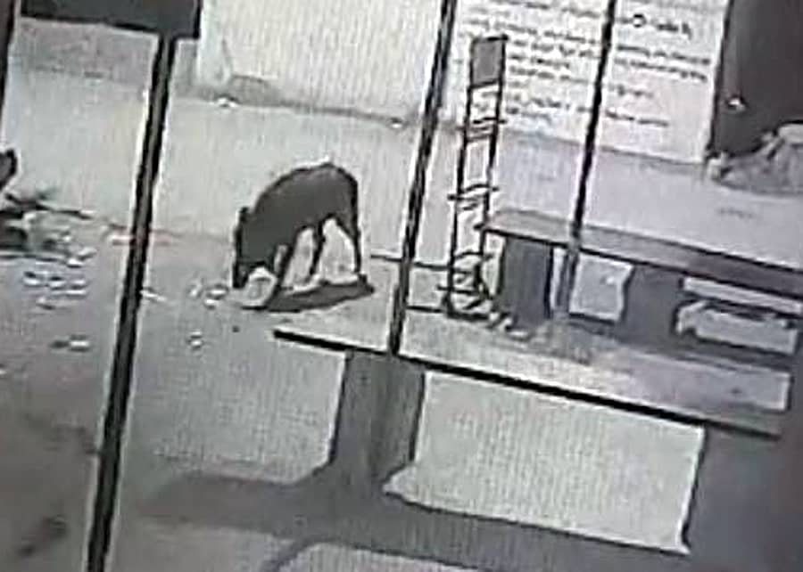 <div class="paragraphs"><p>ಕಾಡು ಹಂದಿ</p></div>