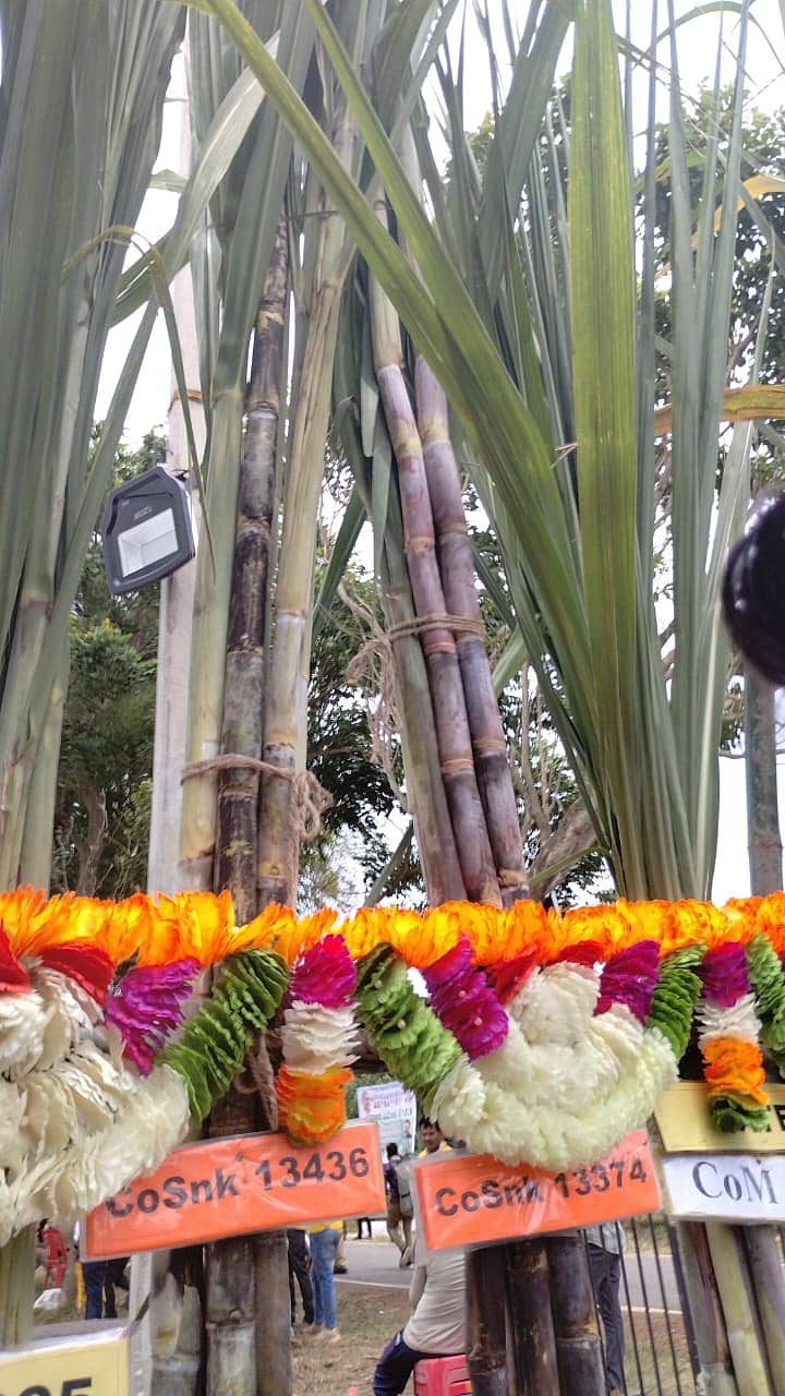 ಸಂಕೇಶ್ವರದ ಅಖಿಲ ಭಾರತ ಸಮನ್ವಯ ಯೋಜನೆ ಕೃಷಿ ಸಂಶೋಧನಾ ಕೇಂದ್ರ ಸಂಶೋಧಿಸಿದ ಹೊಸ ತಳಿಯ ಕಬ್ಬು