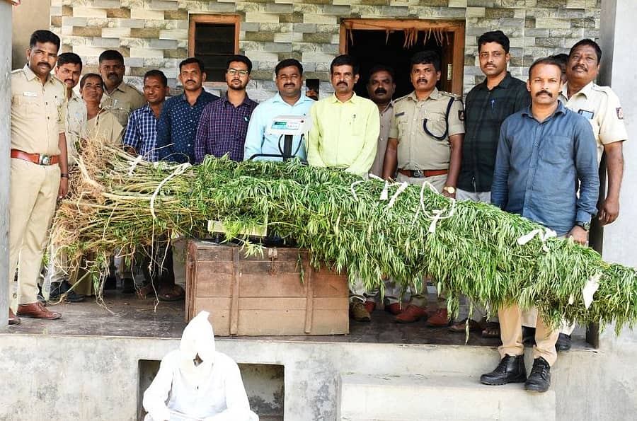 ಬಾಗಲಕೋಟೆ ಜಿಲ್ಲೆಯ ನಾವಲಗಿಯಲ್ಲಿ ವಶಪಡಿಸಿಕೊಂಡಿರುವ ಗಾಂಜಾ ಗಿಡಗಳೊಂದಿಗೆ ಅಧಿಕಾರಿಗಳು