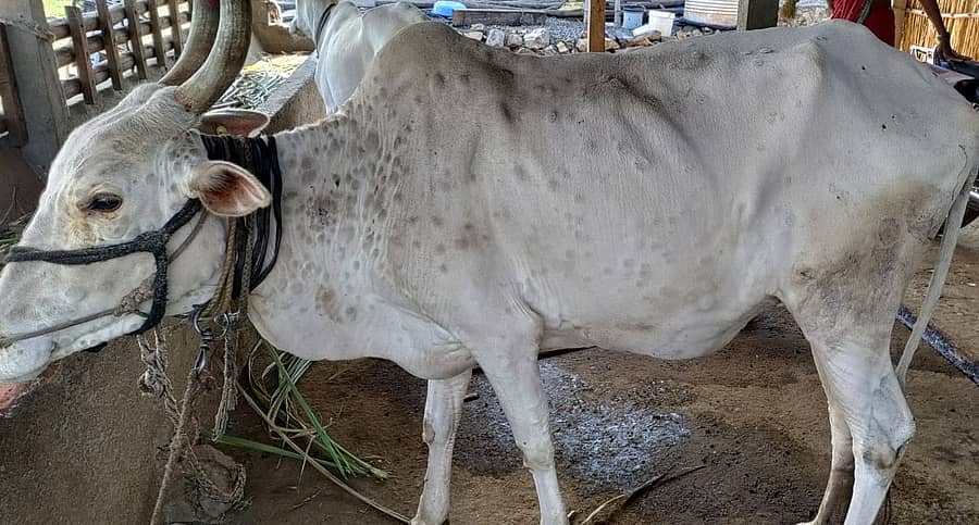 ಚರ್ಮಗಂಟು ಸೋಂಕಿನ ಕಾರಣ ಎತ್ತಿನ ಮೈಮೇಲೆ ಕಾಣಿಸಿಕೊಂಡ ಗುಳ್ಳೆಗಳು