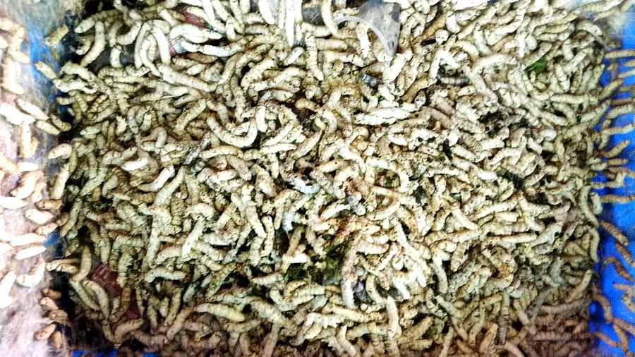 ಮೊಳಕಾಲ್ಮುರು ತಾಲ್ಲೂಕಿನ ತೋಟವೊಂದರಲ್ಲಿ ರೋಗಕ್ಕೆ ತುತ್ತಾಗಿರುವ ಬೈವೋಲ್ಟಿನ್ (ಬಿಳಿಗೂಡು) ರೇಷ್ಮೆಹುಳು