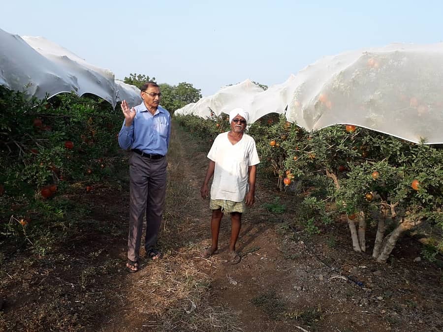 ತಮ್ಮ ತೋಟದಲ್ಲಿ ಬೆಳೆದಿರುವ ದಾಳಿಂಬೆ ಬೆಳೆಯೊಂದಿಗೆ ಇಂಡಿ ತಾಲ್ಲೂಕಿನ ಅರ್ಜನಾಳ ಗ್ರಾಮದ ರೈತ ಶಿವಯೋಗಿ ಬಿರಾದಾರ