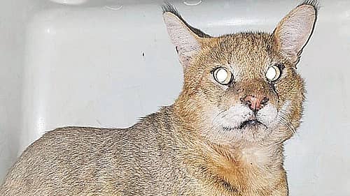 <div class="paragraphs"><p>ಕಾಡು ಬೆಕ್ಕು</p></div>