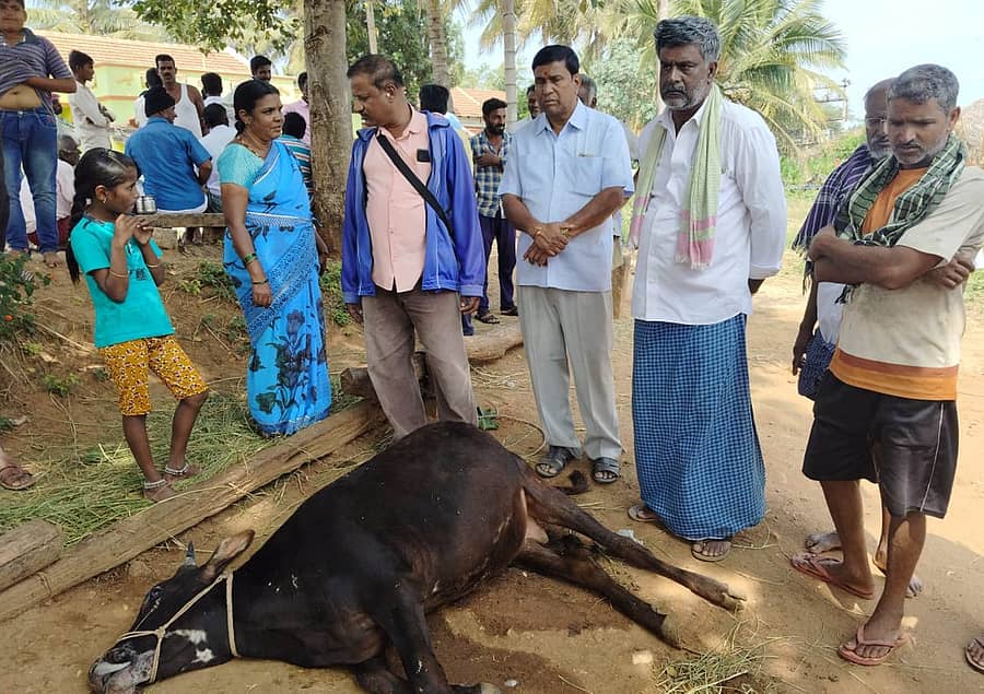 ಹುಣಸೂರು ತಾಲ್ಲೂಕಿನ ಕೃಷ್ಣಾಪುರದಲ್ಲಿ ಜಯಕೃಷ್ಣೇಗೌಡ ಅವರ ಹಸು ಮೃತಪಟ್ಟಿತ್ತು