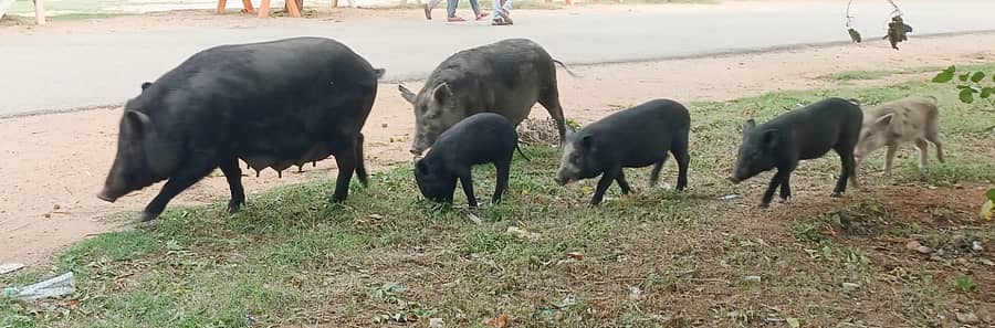 <div class="paragraphs"><p>ಪ್ರಾತಿನಿಧಿಕ ಚಿತ್ರ</p></div>