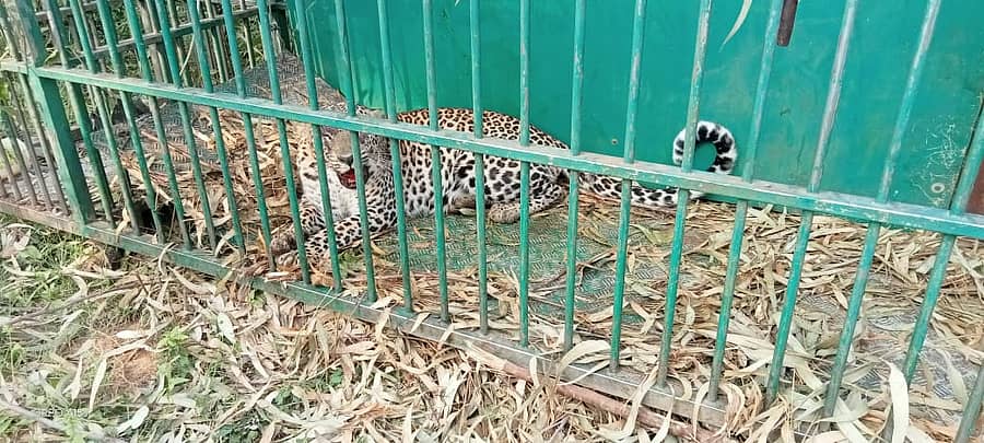 ಮಳವಳ್ಳಿ ತಾಲ್ಲೂಕಿನ ಕಲ್ಕುಣಿ ಗ್ರಾಮದಲ್ಲಿ ಅರಣ್ಯ ಇಲಾಖೆಯ ಬೋನಿಗೆ ಬಿದ್ದಿರುವ ಚಿರತೆ