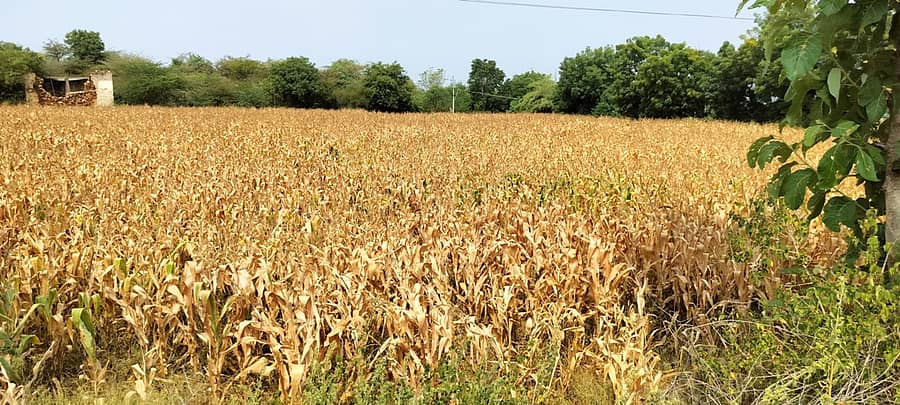 ಮುರುಡಿ ಗ್ರಾಮದ ರೈತನ ಹೊಲದಲ್ಲಿ ಗೋವಿನ ಜೋಳ ಸಂಪೂರ್ಣ ಒಣಗಿರುವುದು.