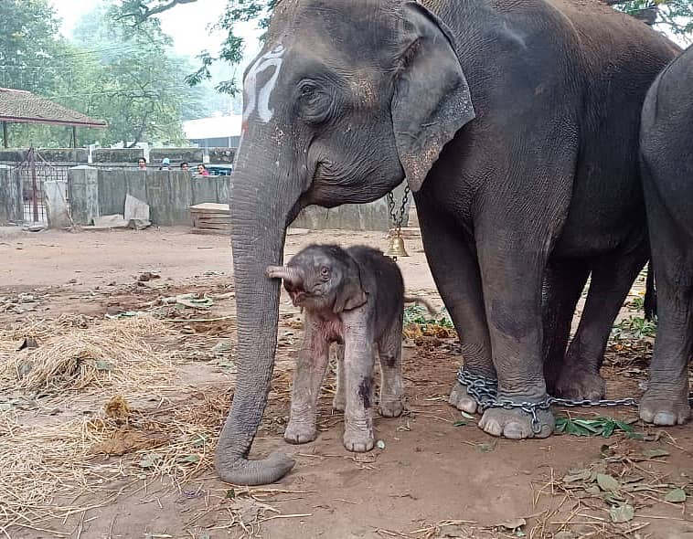 ಶಿವಮೊಗ್ಗದ ವಾಸವಿ ಶಾಲೆ ಆವರಣದಲ್ಲಿ ಮರಿಯೊಂದಿಗೆ ನೇತ್ರಾವತಿ