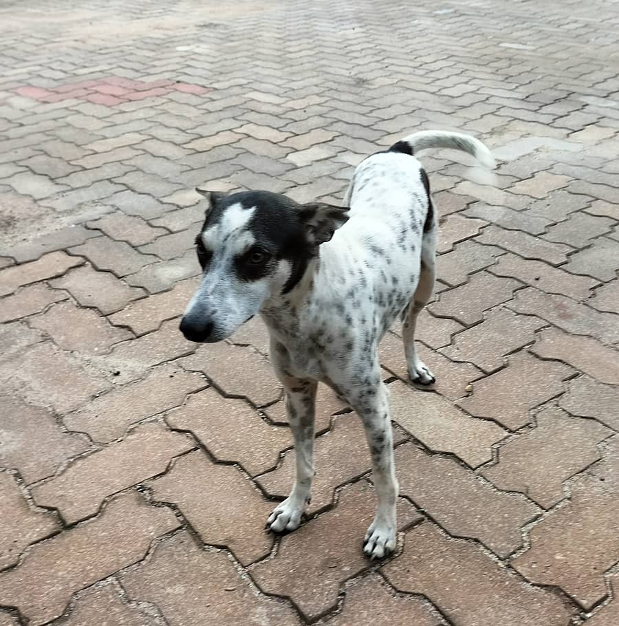 <div class="paragraphs"><p>ನಾಯಿ</p></div>