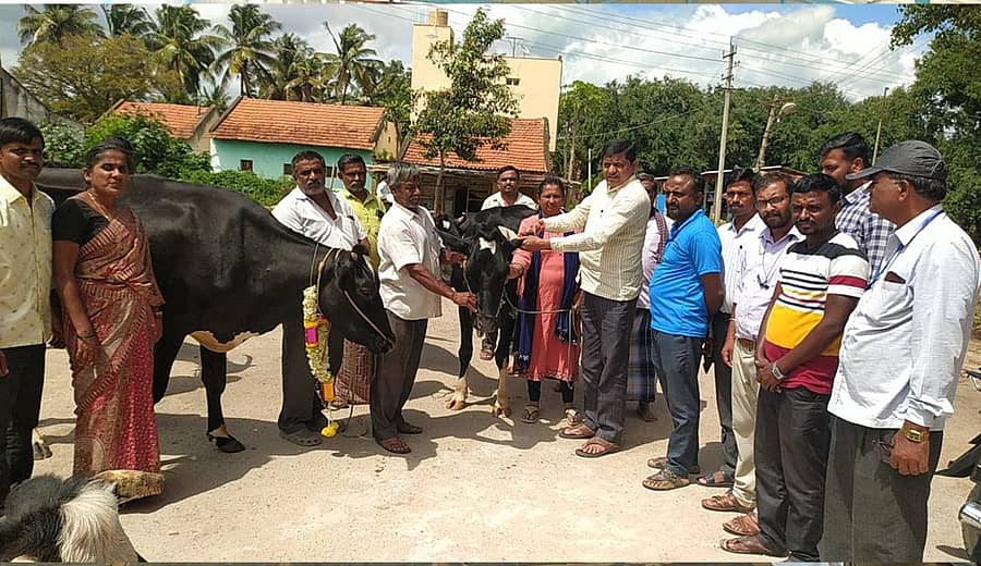 ತುರುವೇಕೆರೆ ತಾಲ್ಲೂಕು ಮಾದಿಹಳ್ಳಿಯಲ್ಲಿ ರಾಸುಗಳಿಗೆ ವಿಮೆ ಮಾಡಿಸುವ ಕಾರ್ಯಕ್ಕೆ ಜಿಲ್ಲಾ ಹಾಲು ಒಕ್ಕೂಟದ ಅಧ್ಯಕ್ಷ ಸಿ.ವಿ.ಮಹಲಿಂಗಯ್ಯ ಚಾಲನೆ ನೀಡಿದರು
