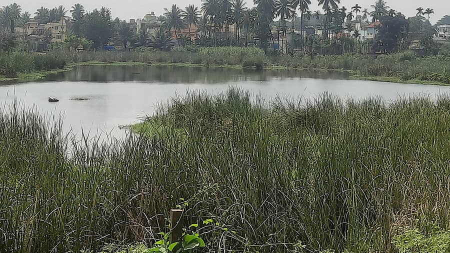 ಮಾಗಡಿ ಪಟ್ಟಣದ ಹೊಂಬಾಳಮ್ಮನಕೆರೆಯಲ್ಲಿ ನಿಂತಿರುವ ಕಲುಷಿತ ನೀರು.