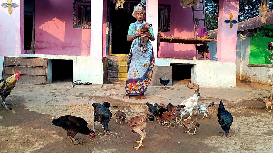 ಕುರುಗೋಡು ತಾಲ್ಲೂಕಿನ ಮುಷ್ಟಗಟ್ಟೆ ಗ್ರಾಮದ ಮಾರೆಮ್ಮ ಅವರು ಮನೆಯಲ್ಲಿ ನಾಟಿ ಕೋಳಿಗಳನ್ನು ಸಾಕಿರುವುದು