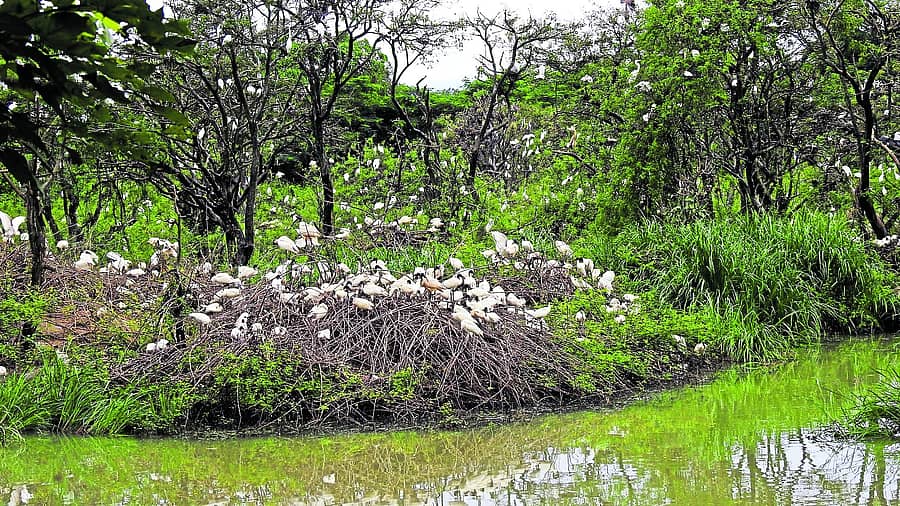 ಗುಡವಿ ಪಕ್ಷಿಧಾಮದಲ್ಲಿ ಗೂಡು ಕಟ್ಟಿರುವ ಹಕ್ಕಿಗಳು