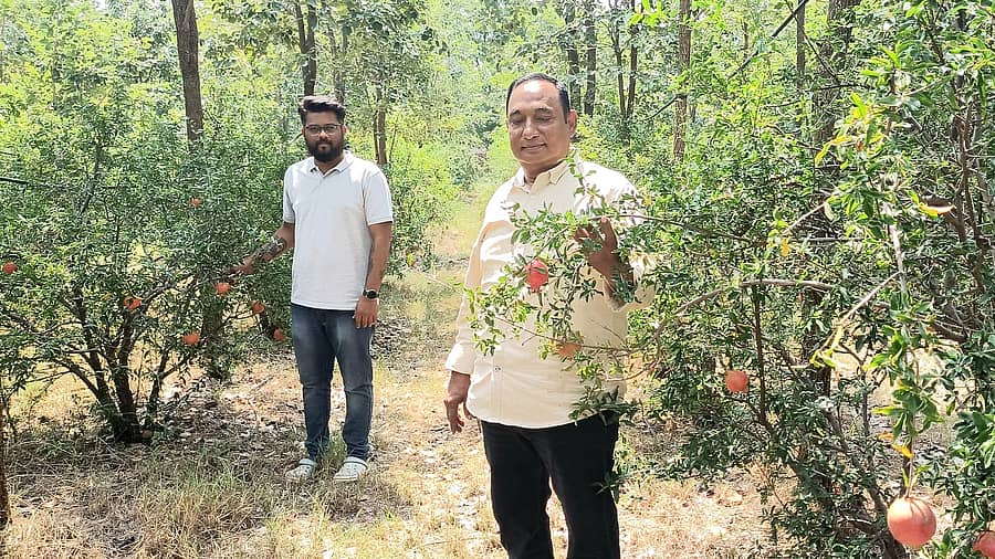 ಮುದ್ದೇಬಿಹಾಳ ತಾಲ್ಲೂಕಿನ ಹಡಲಗೇರಿ ಸೀಮೆಯಲ್ಲಿರುವ ತಮ್ಮ ಜಮೀನಿನಲ್ಲಿ ಬೆಳೆದ ದಾಳಿಂಬೆ ಗಿಡಗಳನ್ನು ತೋರಿಸುತ್ತಿರುವ ರೈತ ರಾಜೇಂದ್ರ ಭೋಸಲೆ ಹಾಗೂ ರಜತ್ ಭೋಸಲೆ