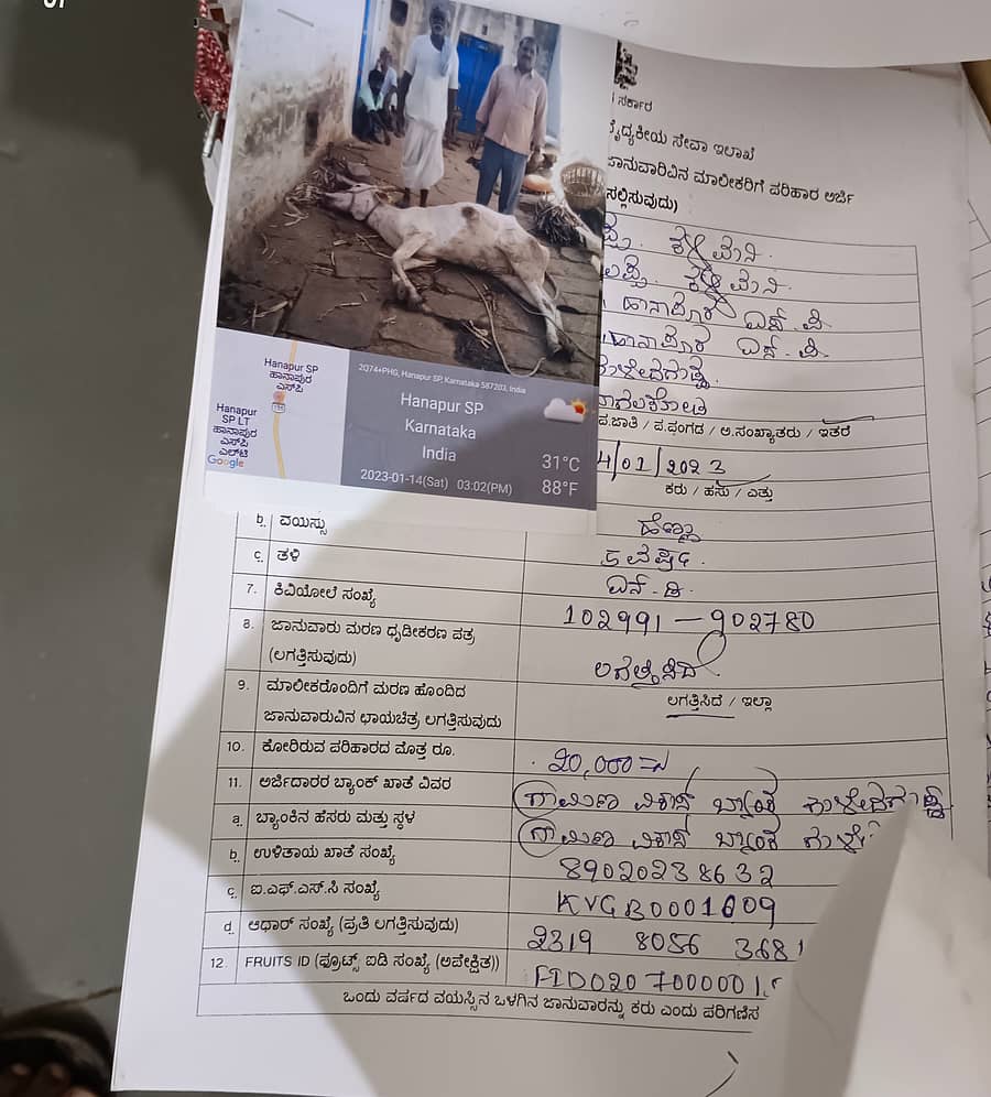 ಮೃತಪಟ್ಟ ಹಸುವಿನೊಂದಿಗೆ ಫೋಟೊ ತೆಗೆಯಿಸಿಕೊಂಡು ರೈತರೊಬ್ಬರು ಪರಿಹಾರ ಸಲ್ಲಿಸಿದ ಅರ್ಜಿ