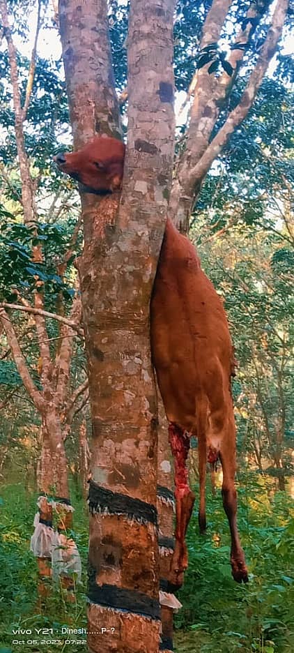 ಪುತ್ತೂರು ತಾಲ್ಲೂಕಿನ ಕೆಯ್ಯೂರು ಗ್ರಾಮದ ಕಣಿಯಾರ್ಮಲೆ ರಕ್ಷಿತಾರಣ್ಯ ಸಮೀಪದ ಅತ್ರ್ಯಡ್ಕ ಎಂಬಲ್ಲಿನ ರಬ್ಬರ್ ಮರದ ಕೊಂಬೆಯ ನಡುವೆ ನೇತಾಡುತ್ತಿದ್ದ ಸ್ಥಿತಿಯಲ್ಲಿ ದನದ ಕರುವಿನ ಮೃತದೇಹ ಪತ್ತೆಯಾಗಿದೆ