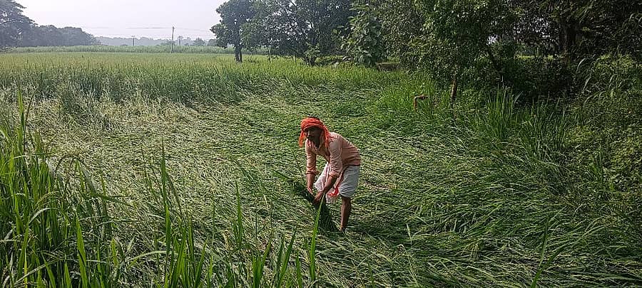ಹಳಿಯಾಳ ತಾಲೂಕಿನ ತೇಗನಳ್ಳಿ ಗ್ರಾಮದ ಕೃಷಿಕ ಯಲ್ಲಪ್ಪಾ ಭರಮಣ್ಣ ಸಾವಂತ ಅವರ ಗದ್ದೆಯಲ್ಲಿ ಬೆಳೆದ ಭತ್ತದ ಬೆಳೆ ಗಾಳಿಯಿಂದ ನೆಲಕ್ಕುರುಳಿ ಹಾನಿಯಾಗಿರುತ್ತದೆ.