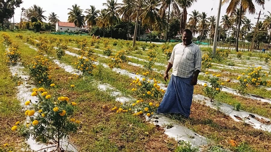 ಅಂತರಬೆಳೆಯಾಗಿ ಚೆಂಡು ಹೂ ಬೆಳೆದಿರುವ ಯೋಗೇಶ್
