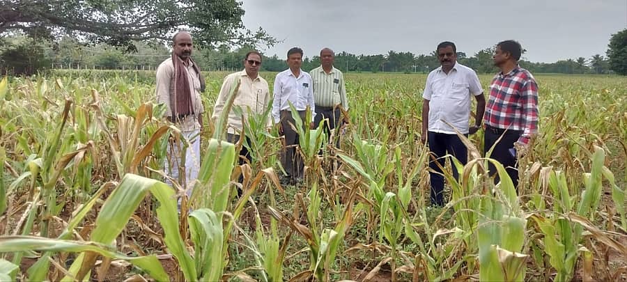 ಯಳಂದೂರು ತಾಲ್ಲೂಕಿನ ಯರಗಂಬಳ್ಳಿ ಗ್ರಾಮದ ಬರ ಪೀಡಿತ ಪ್ರದೇಶಗಳಿಗೆ ತಹಶೀಲ್ದಾರ್ ಜಯಪ್ರಕಾಶ್ ಮತ್ತು ಕೃಷಿ ಇಲಾಖೆ ಸಿಬ್ಬಂದಿ ಭೇಟಿ ನೀಡಿ ಪರಿಶೀಲನೆ ನಡೆಸಿದ ಸಂದರ್ಭದ ಚಿತ್ರ