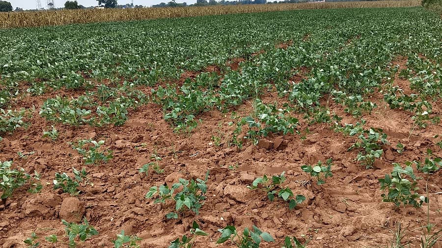 ಸಂತೇಬೆನ್ನೂರು ಬಳಿಯ ಹೊಲವೊಂದರಲ್ಲಿ ಮಳೆ ಇಲ್ಲದೆ ಸೊರಗುತ್ತಿರುವ ಹಿಂಗಾರು ಬೆಳೆ ಅಲಸಂದೆ