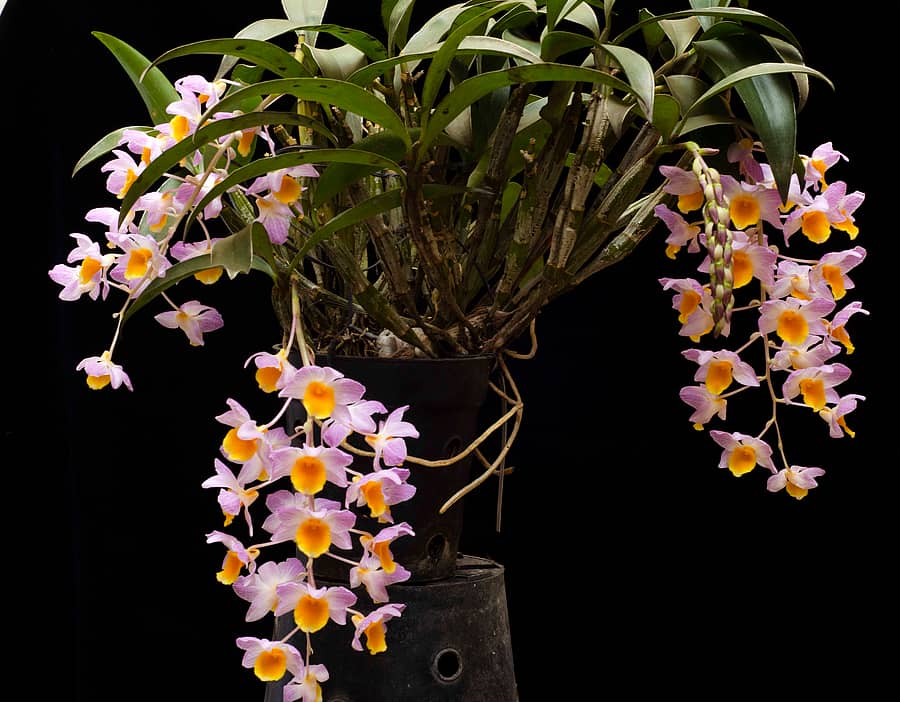 ಆರ್ಕಿಡ್ ಹೂವು