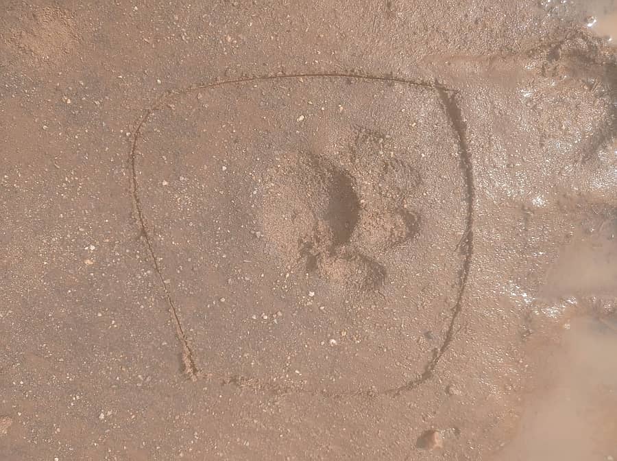 ಎಚ್.ಡಿ.ಕೋಟೆಯ ಚಾಕಳ್ಳಿ ಜಮೀನಿನಲ್ಲಿ ಪತ್ತೆಯಾದ ಹುಲಿ ಹೆಜ್ಜೆ ಗುರುತು