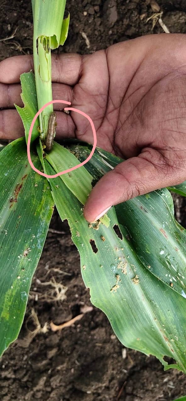ಸೈನಿಕ ಹುಳು ತೋರಿಸುತ್ತಿರುವ ರೈತ