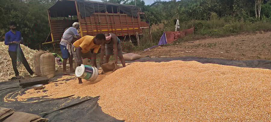 <div class="paragraphs"><p>ಸಾಂದರ್ಭಿಕ ಚಿತ್ರ</p></div>