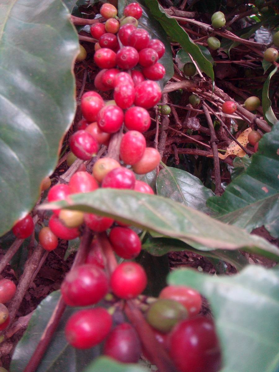 ಬಿಳಿಗಿರಿರಂಗನಬೆಟ್ಟದಲ್ಲಿ ಹಣ್ಣಾಗಿರುವ ಕಾಫಿ