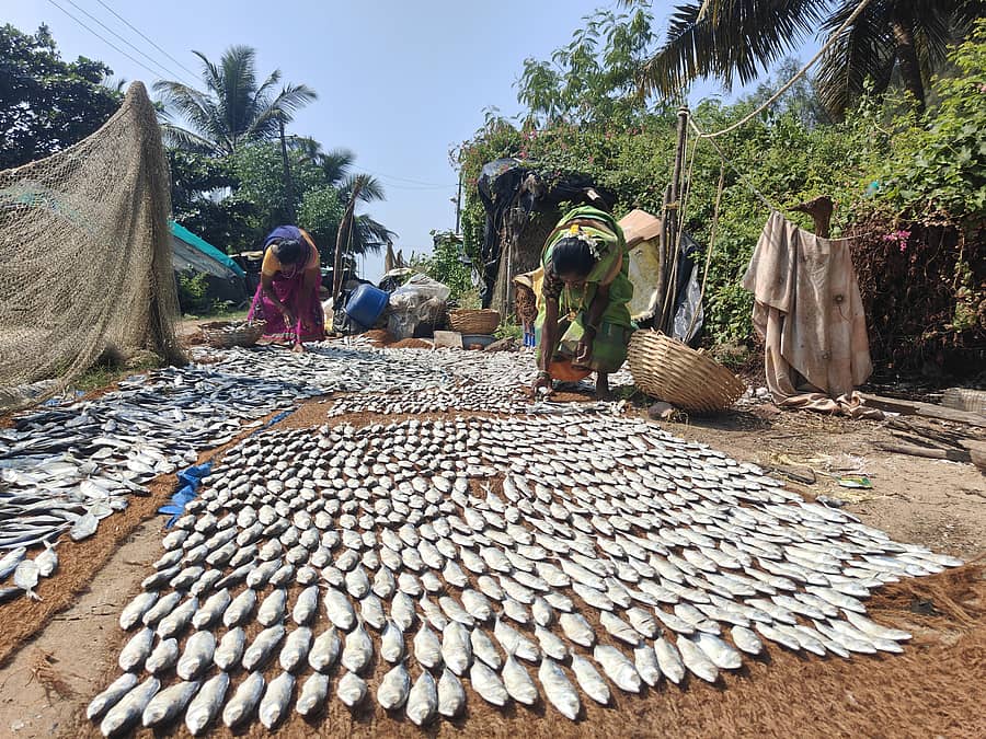 ಕಾರವಾರದ ಟ್ಯಾಗೋರ್ ಕಡಲತೀರದ ಬಳಿ ಮೀನು ಒಣಗಿಸುವ ಕಾರ್ಯದಲ್ಲಿ ನಿರತರಾಗಿರುವ ಮಹಿಳೆಯರು.