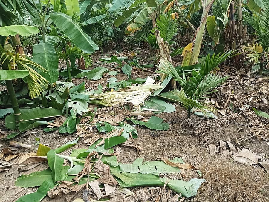 ಮುಂಡಗೋಡ ತಾಲ್ಲೂಕಿನ ಕೊಳಗಿ ಗ್ರಾಮದ ಸನಿಹ ತೋಟಕ್ಕೆ ಒಂಟಿಸಲಗ ಲಗ್ಗೆಯಿಟ್ಟು ಬೆಳೆ ಹಾನಿ ಮಾಡಿರುವುದು