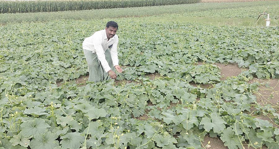 ತಾವು ಬೆಳೆದ ಹಿರೇಕಾಯಿ ಬೆಳೆಯೊಂದಿಗೆ ಮುಳಗುಂದದ ರೈತ ಲಕ್ಷ್ಮಣ ಹೊರಪೇಟಿ