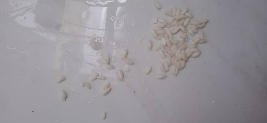 ಪ್ಲಾಸ್ಟಿಕ್ ಅಕ್ಕಿಗಳು