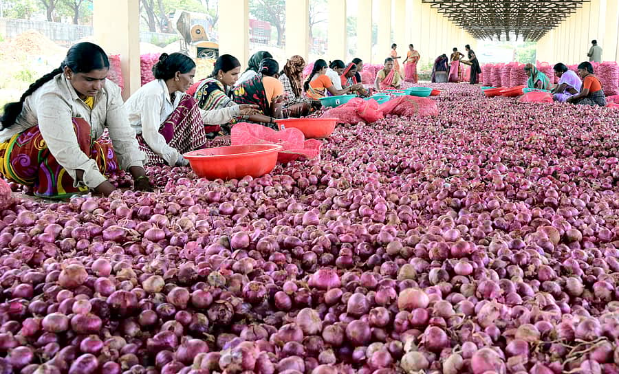 ಹುಬ್ಬಳ್ಳಿ ಎಪಿಎಂಸಿಯಲ್ಲಿ ಮಹಿಳಾ ಕಾರ್ಮಿಕರು ಈರುಳ್ಳಿಯನ್ನು ಗಾತ್ರದ ಆಧಾರದ ಮೇಲೆ ವಿಂಗಡಣೆ ಮಾಡಿದರರು –ಪ್ರಜಾವಾಣಿ ಚಿತ್ರ