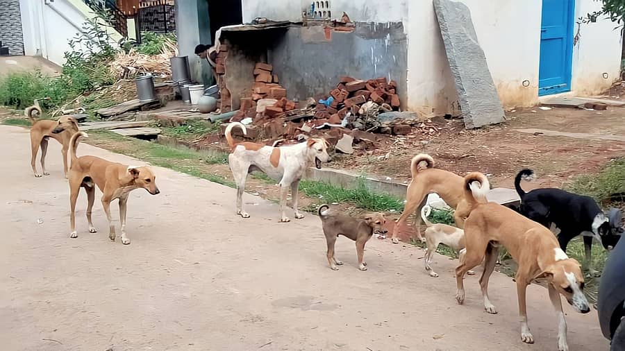 ಕುಮಾರಪಟ್ಟಣ ಸಮೀಪದ ಕೊಡಿಯಾಲದ ಬಸವೇಶ್ವರ ನಗರದಲ್ಲಿ ಕಂಡು ಬಂದ ಬೀದಿ ನಾಯಿಗಳ ಹಿಂಡು
