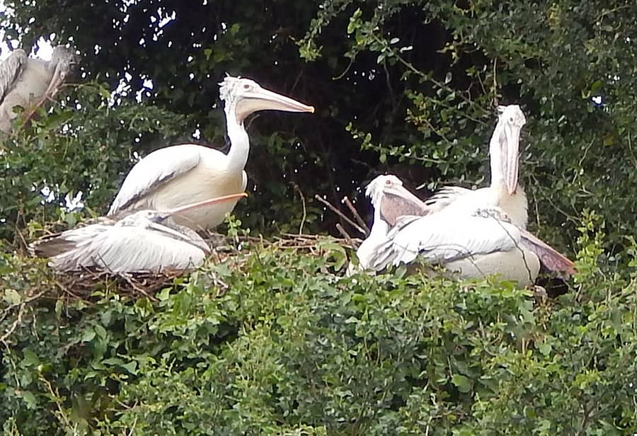 ಶ್ರೀರಂಗಪಟ್ಟಣ ತಾಲ್ಲೂಕಿನ ರಂಗನತಿಟ್ಟು ಪಕ್ಷಿಧಾಮದಲ್ಲಿ ಹೆಜ್ಜಾರ್ಲೆಗಳು ಎತ್ತರದ ಮುಳ್ಳಿನ ಮರಗಳ ಮೇಲೆ ಬೀಡು ಬಿಟ್ಟಿವೆ
