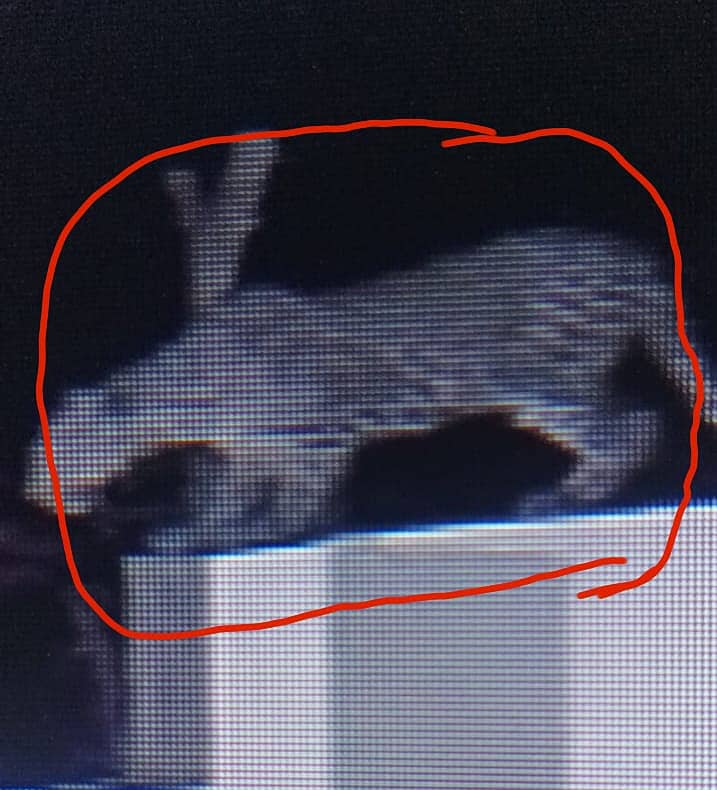 ಕಾಂಪೌಂಡ್ಮೇಲೆ ಚಿರತೆ ಕುಳಿತಿರುವ ದೃಶ್ಯ