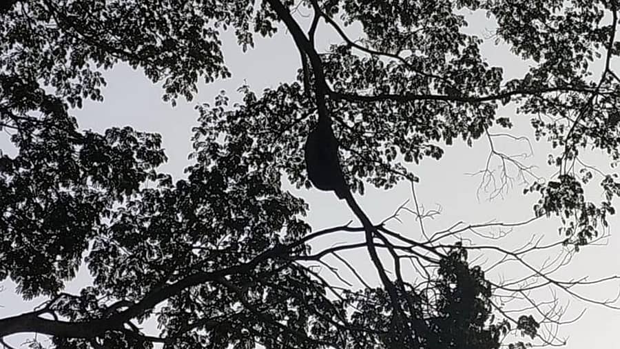 <div class="paragraphs"><p>ಪ್ರಾತಿನಿಧಿಕ ಚಿತ್ರ</p></div>