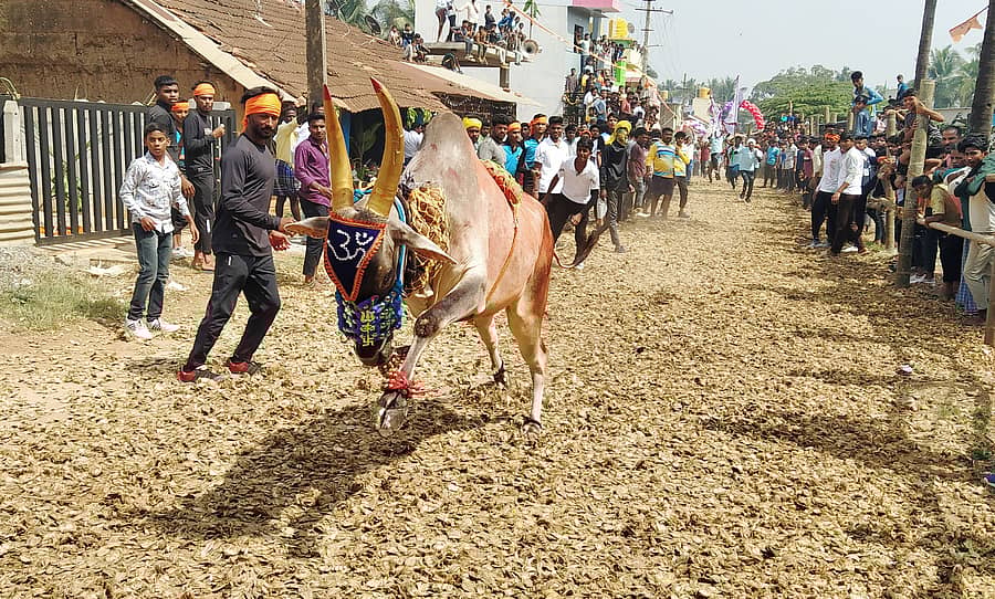 ತಿಳವಳ್ಳಿ ಗ್ರಾಮದಲ್ಲಿ ಮಂಗಳವಾರ ಹೋರಿ ಬೆದರಿಸುವ ಸ್ಪರ್ಧೆ ನಡೆಯಿತು