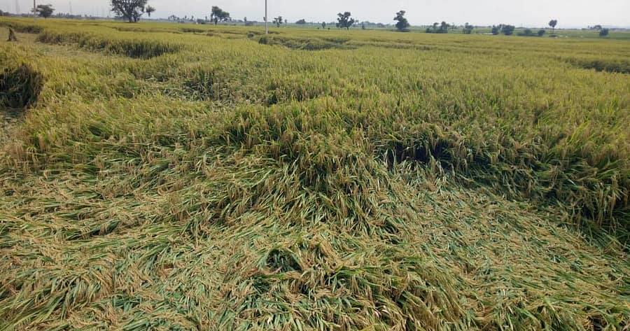 <div class="paragraphs"><p>ಕೊಪ್ಪಳ ಜಿಲ್ಲೆಯ ಗಂಗಾವತಿ ತಾಲ್ಲೂಕು ವ್ಯಾಪ್ತಿಯಲ್ಲಿ ಮಳೆಗೆ ನೆಲ ಕಚ್ಚಿದ ಭತ್ತ</p></div>